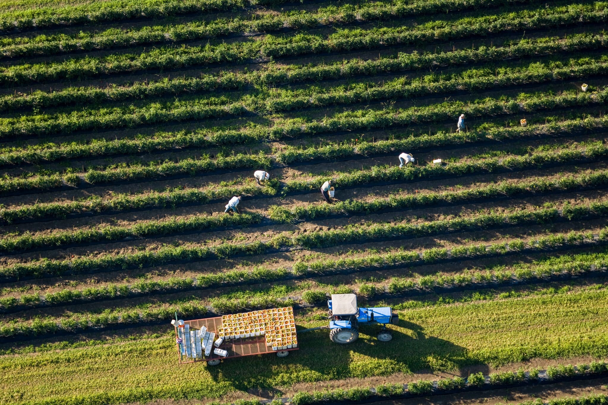 Farming Harvest St-Timothée Quebec Canada Workers manually harvesting a crop.